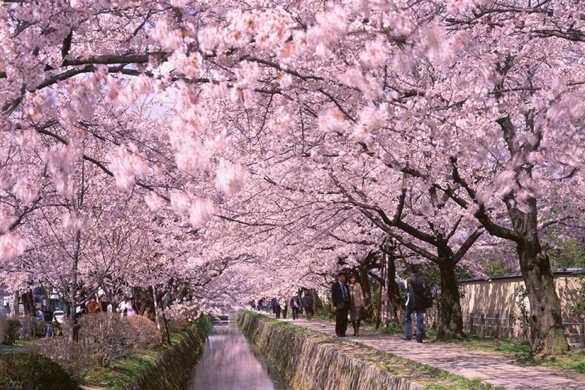 Đường Sakura.
