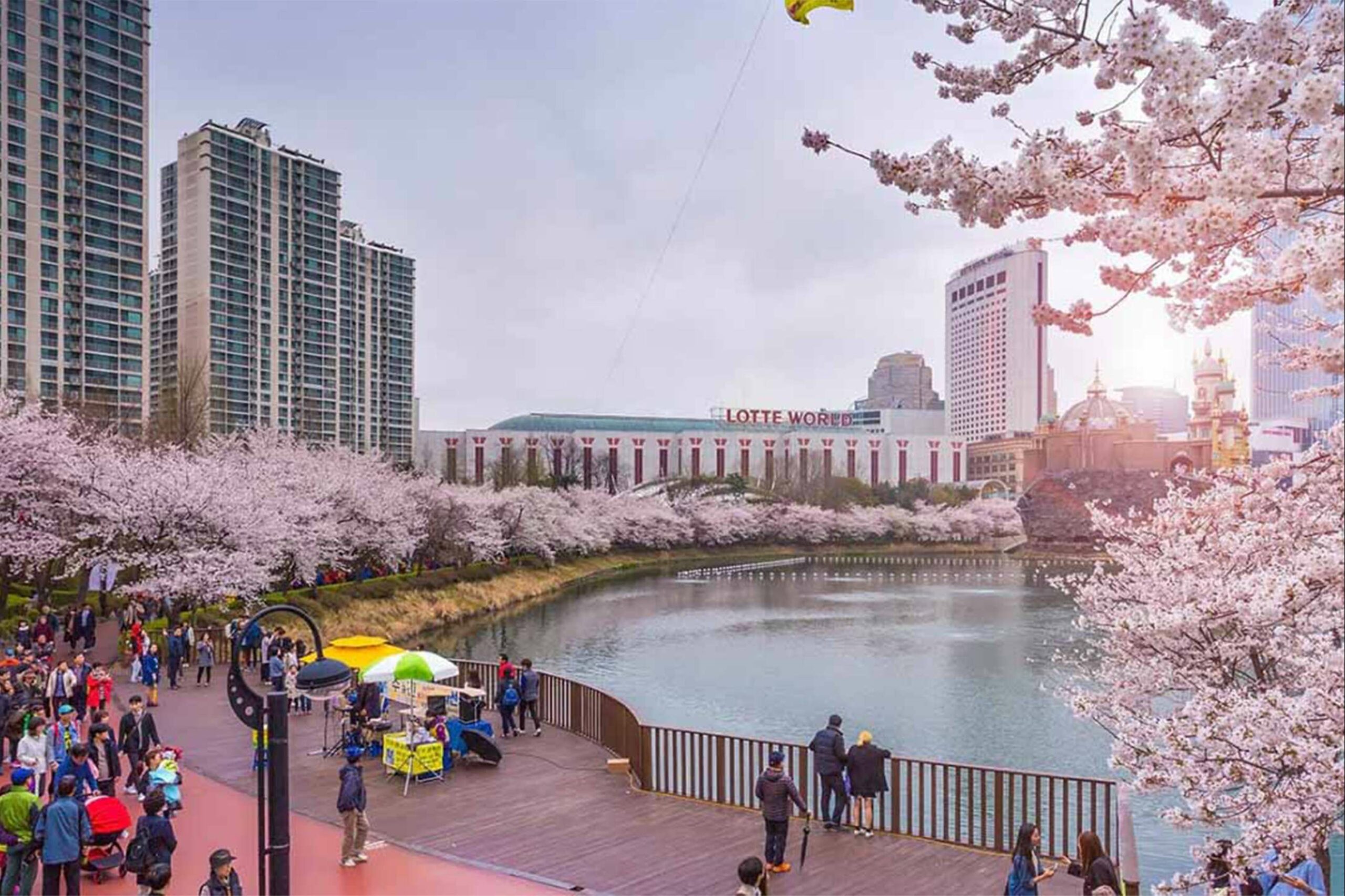 Công viên Yeouido ngắm hoa anh đào