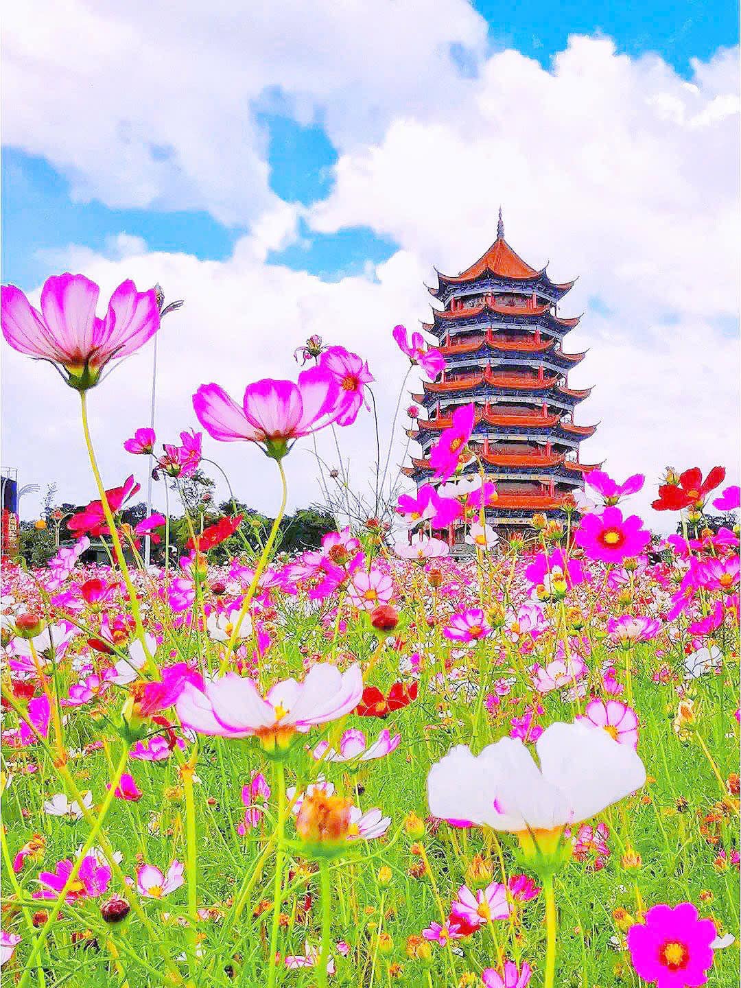 Vườn lựu Vạn Mẫu.