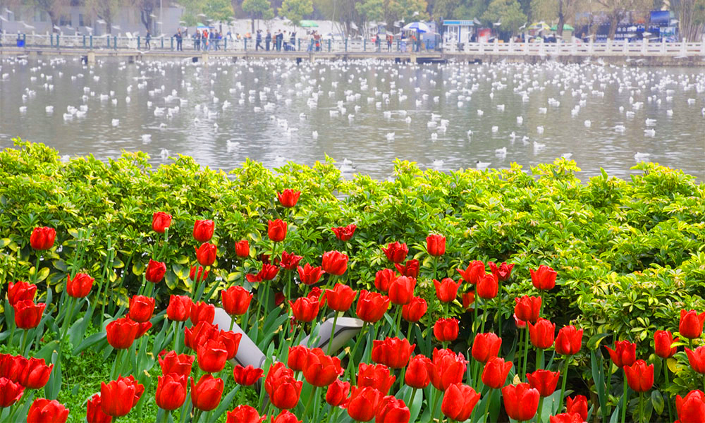 Hoa Tulip nở rực rỡ xung quanh hồ vào mùa hè